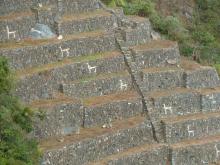 WHITE LLAMAS AT CHOQUEQUIRAO FARMING TERRACES