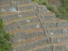 WHITE LLAMAS AT CHOQUEQUIRAO FARMING TERRACES